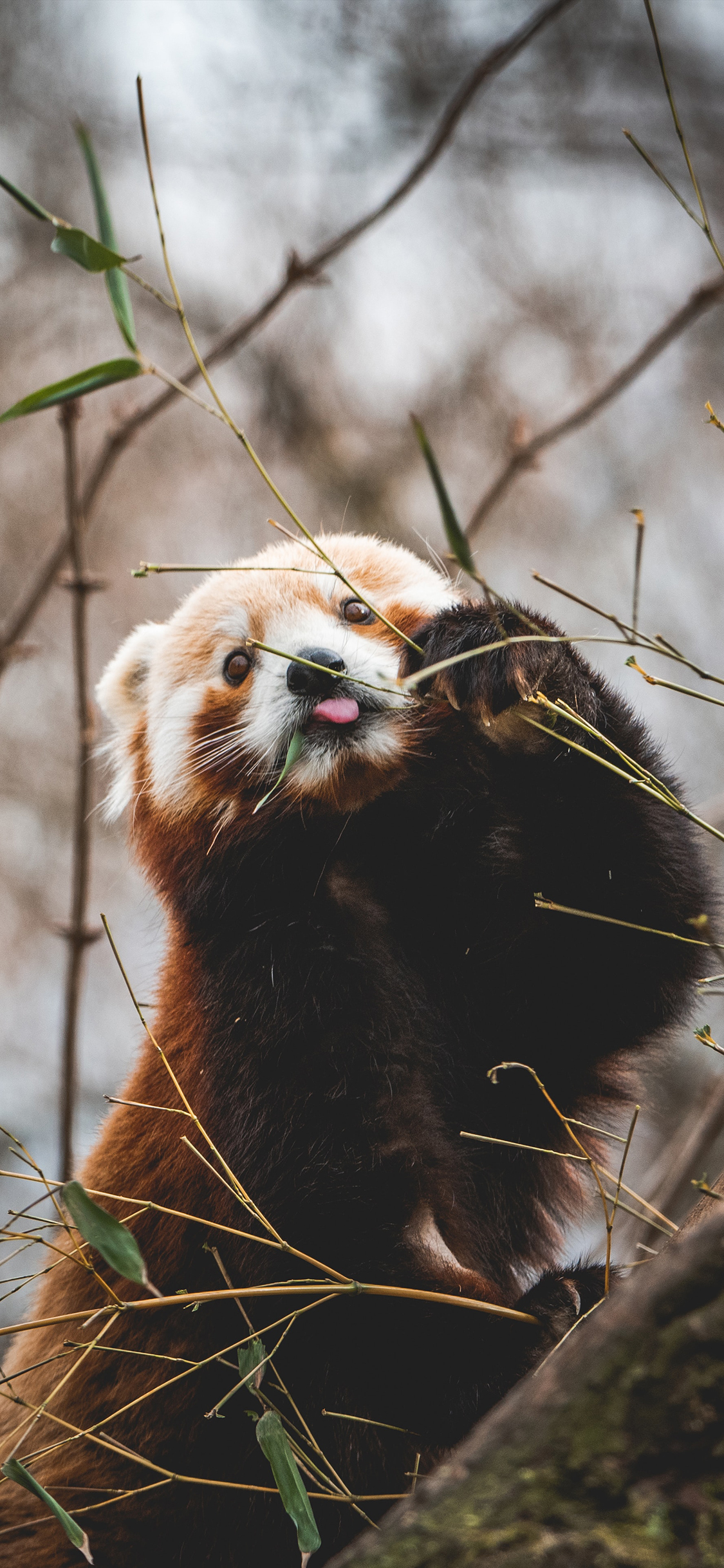 [2436×1125]小熊猫 棕色 可爱 觅食 苹果手机壁纸图片