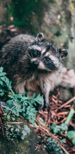 [2436x1125]小熊猫 浣熊 植被 户外 苹果手机壁纸图片