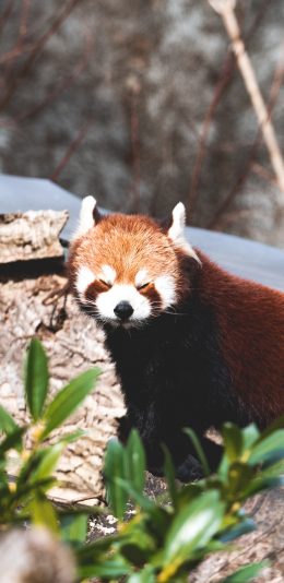 [2436x1125]小熊猫 皮毛 休憩 哺乳 苹果手机壁纸图片