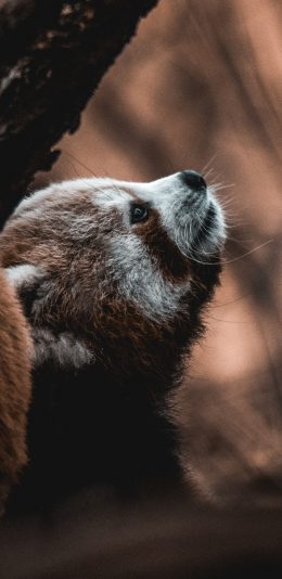 [2436x1125]小熊猫 皮毛 树干 苹果手机壁纸图片