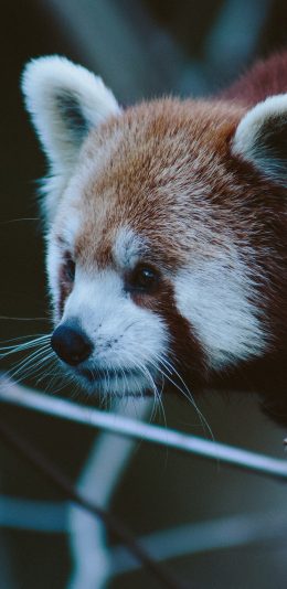[2436x1125]小熊猫 皮毛 树枝 保护动物 苹果手机壁纸图片