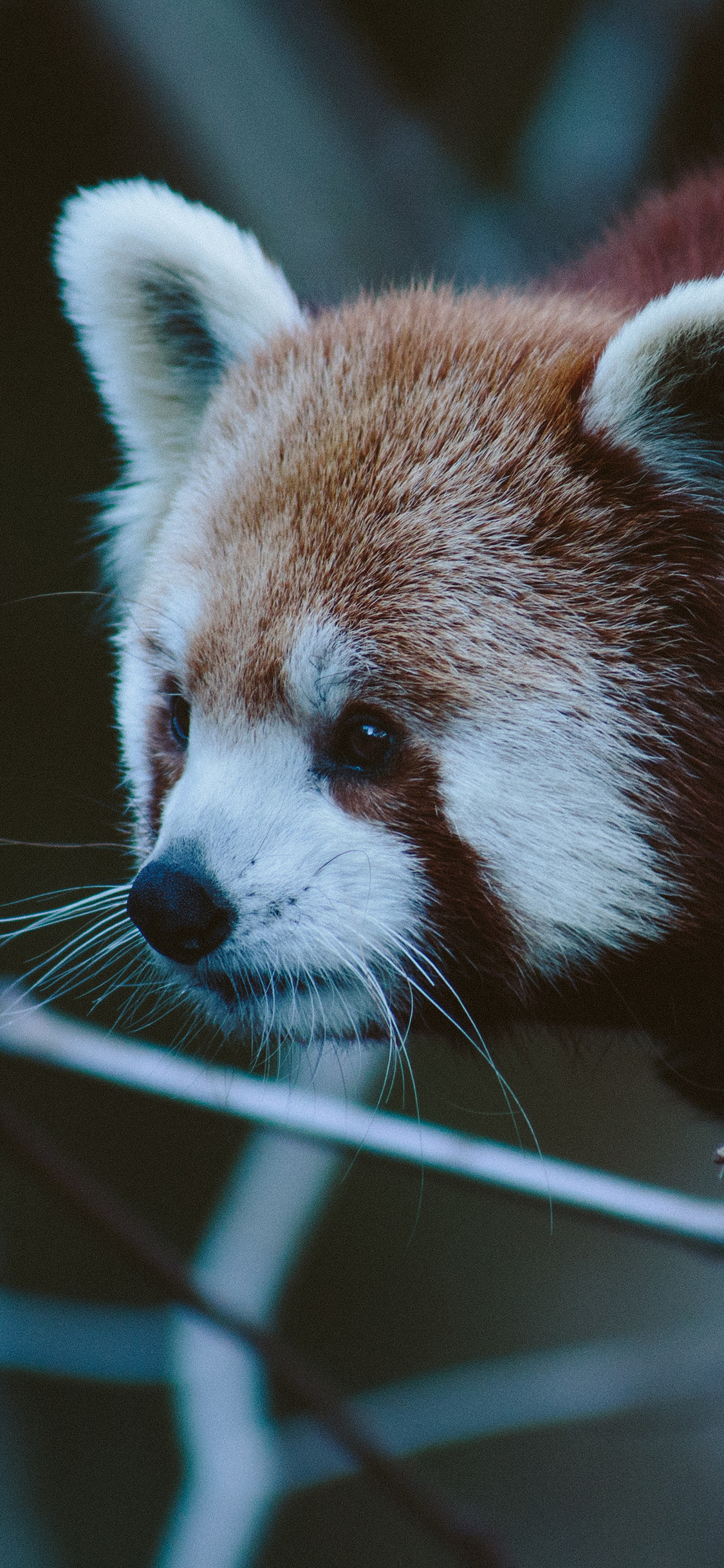 [2436×1125]小熊猫 皮毛 树枝 保护动物 苹果手机壁纸图片