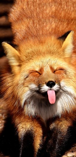 [2436x1125]小狐狸 伸舌头 可爱 苹果手机壁纸图片