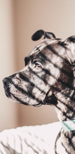 [2436x1125]小狗 光影 黑狗 项圈 苹果手机壁纸图片