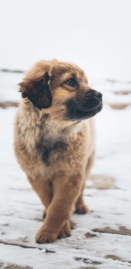 [2436x1125]小狗 动物 傲娇 宠物 可爱 苹果手机壁纸图片