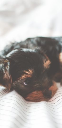 [2436x1125]小狗 动物 可爱 宠物 毛发 苹果手机壁纸图片