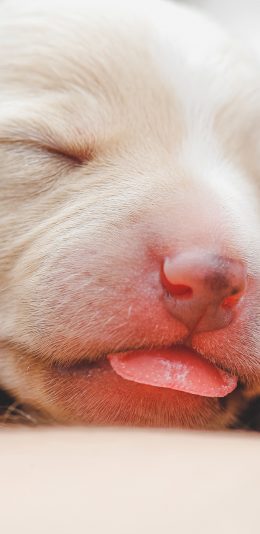 [2436x1125]小狗 可爱 吐舌 幼仔 苹果手机壁纸图片