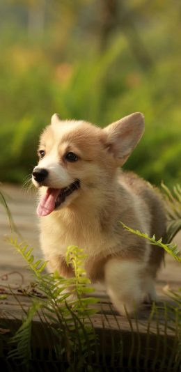 [2436x1125]小狗 可爱 饲养 宠物 苹果手机壁纸图片