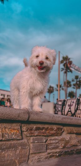 [2436x1125]小狗 台阶 宠物 犬类 苹果手机壁纸图片