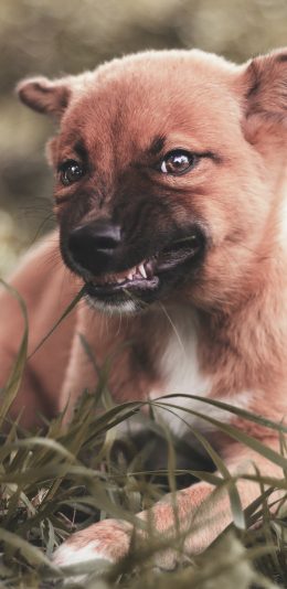 [2436x1125]小狗 呲牙 皮毛 草地 苹果手机壁纸图片