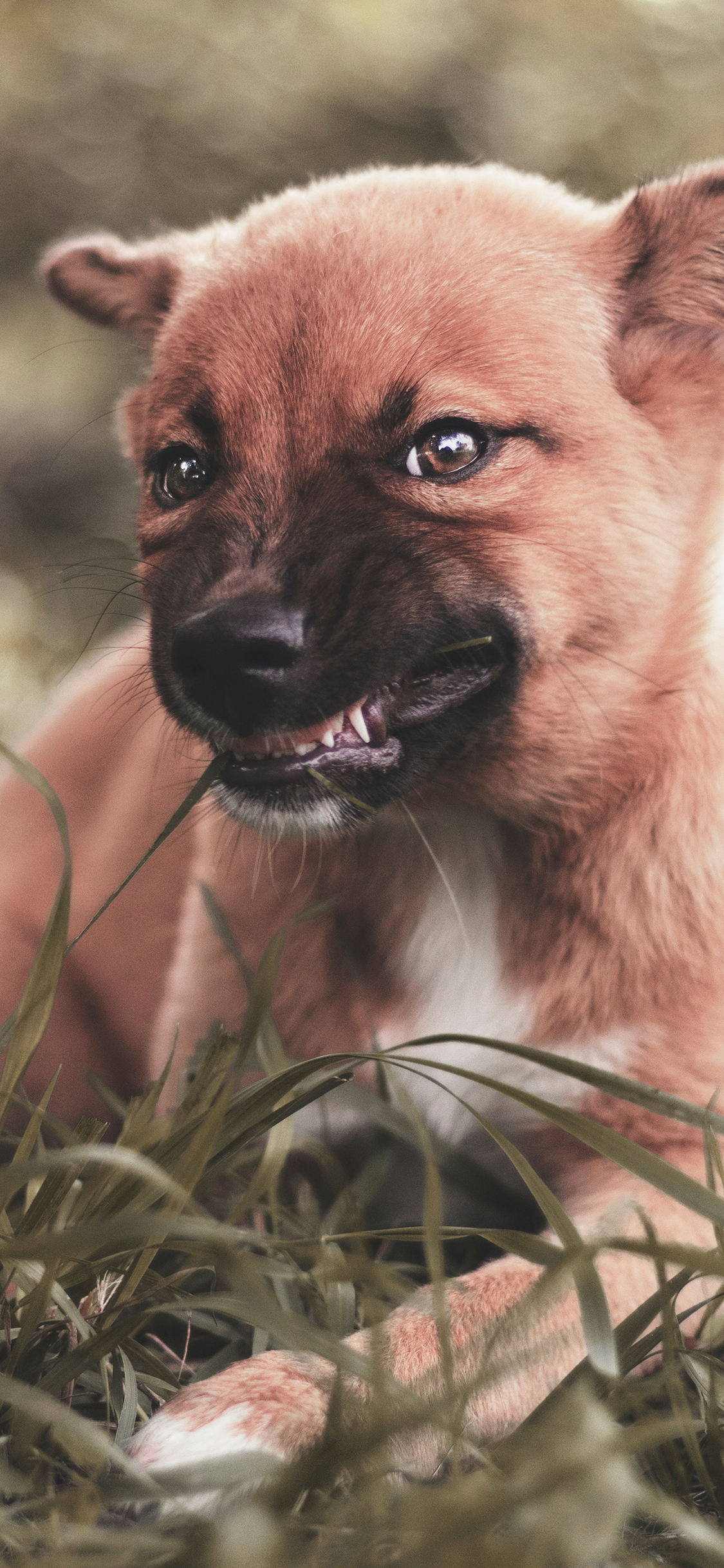 [2436×1125]小狗 呲牙 皮毛 草地 苹果手机壁纸图片