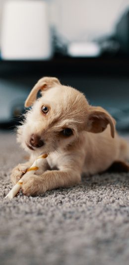 [2436x1125]小狗 地毯 宠物 磨牙棒 苹果手机壁纸图片
