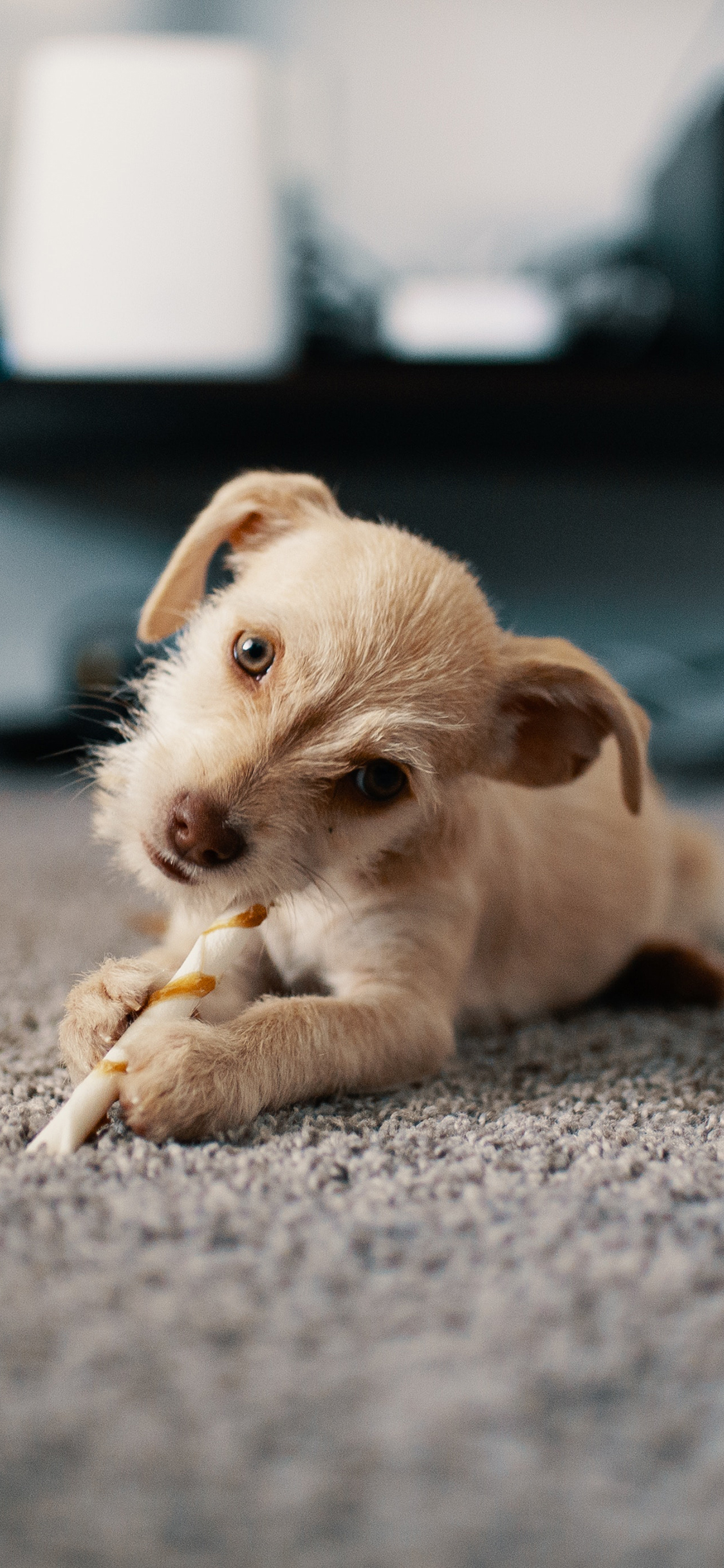 [2436×1125]小狗 地毯 宠物 磨牙棒 苹果手机壁纸图片
