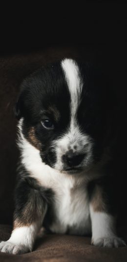 [2436x1125]小狗 奶凶 宠物 可爱 苹果手机壁纸图片