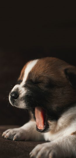 [2436x1125]小狗 奶狗 哈欠 可爱 宠物 苹果手机壁纸图片
