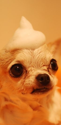 [2436x1125]小狗 宠物  洗澡 泡沫 苹果手机壁纸图片