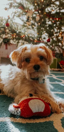 [2436x1125]小狗 宠物 圣诞树 地毯 苹果手机壁纸图片
