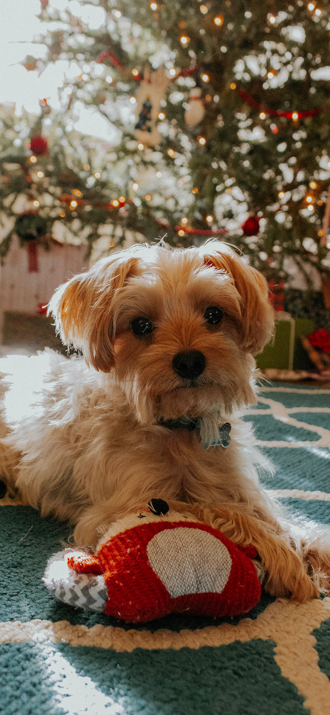 [2436×1125]小狗 宠物 圣诞树 地毯 苹果手机壁纸图片