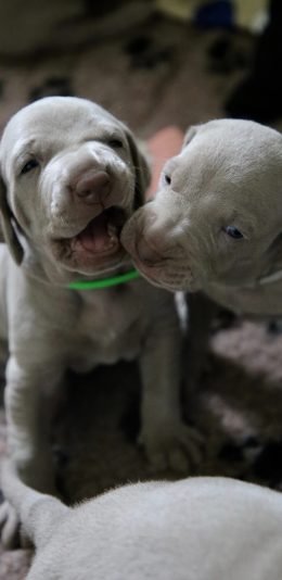 [2436x1125]小狗 宠物 奶油 幼仔 灰色 威玛猎犬 苹果手机壁纸图片