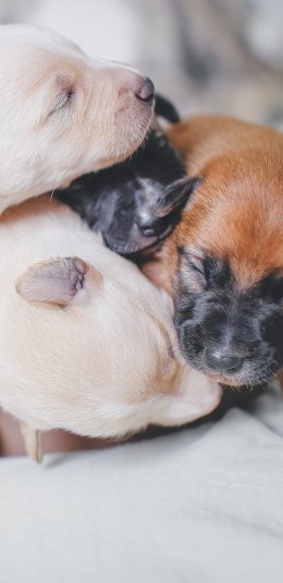 [2436x1125]小狗 宠物 幼仔 闭眼 苹果手机壁纸图片