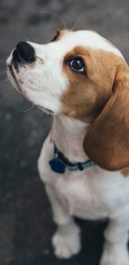 [2436x1125]小狗 宠物 比格猎犬 犬类 苹果手机壁纸图片