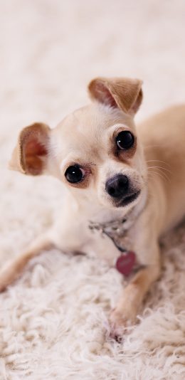 [2436x1125]小狗 宠物 汪星人 萌 可爱 犬 苹果手机壁纸图片