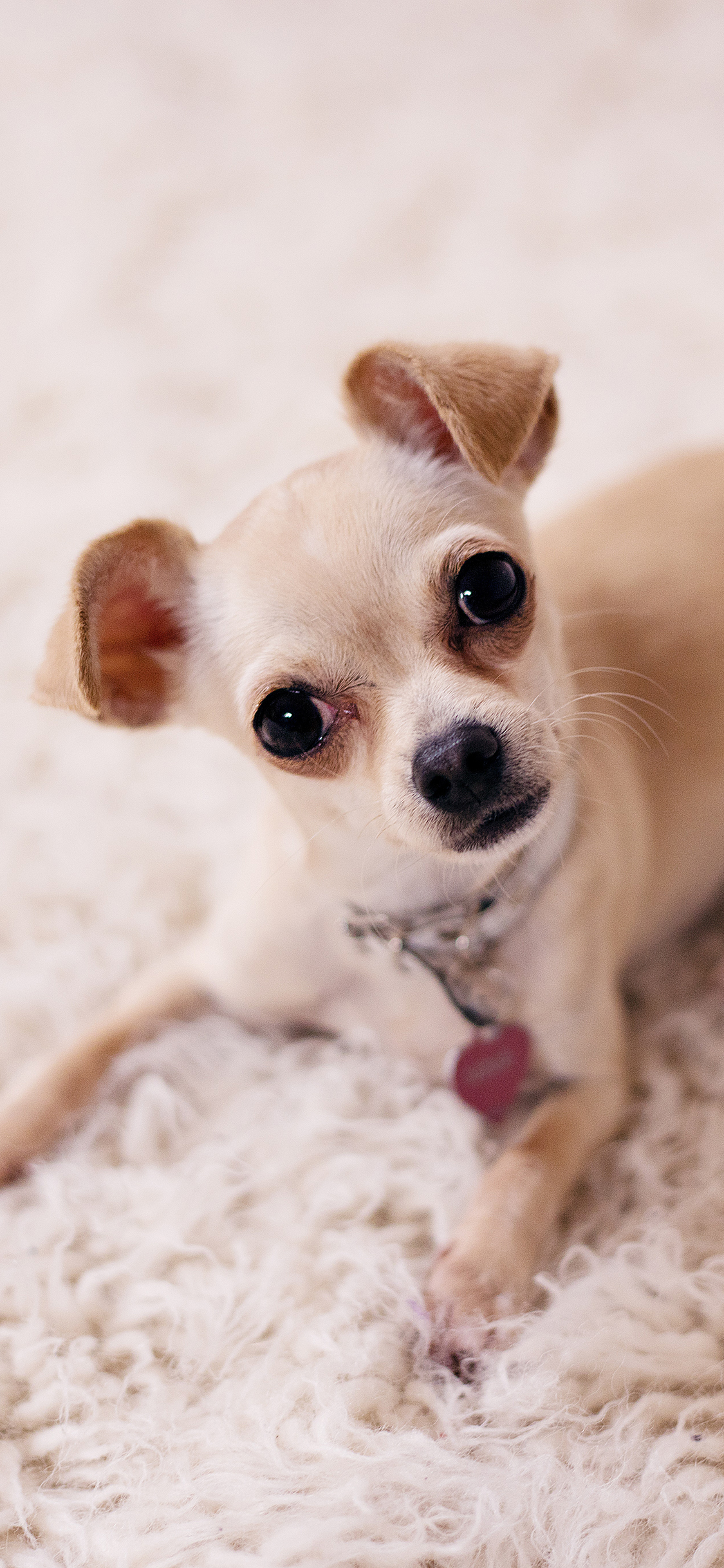 [2436×1125]小狗 宠物 汪星人 萌 可爱 犬 苹果手机壁纸图片