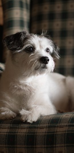[2436x1125]小狗 宠物 沙发 可爱 苹果手机壁纸图片