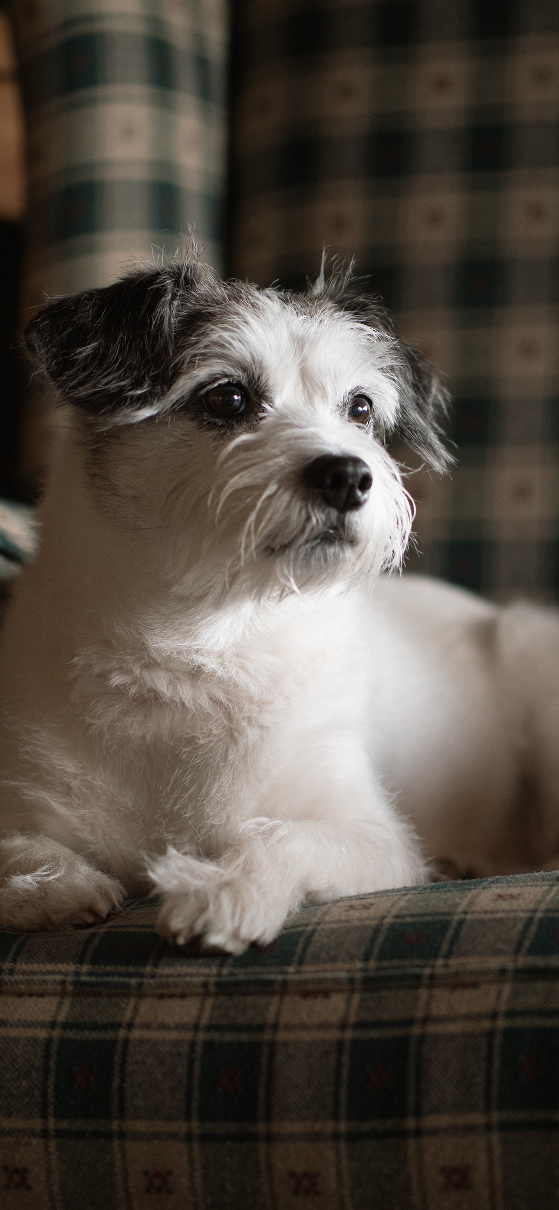 [2436×1125]小狗 宠物 沙发 可爱 苹果手机壁纸图片