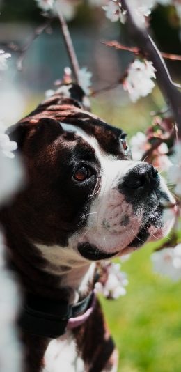 [2436x1125]小狗 宠物 犬类 花丛 苹果手机壁纸图片