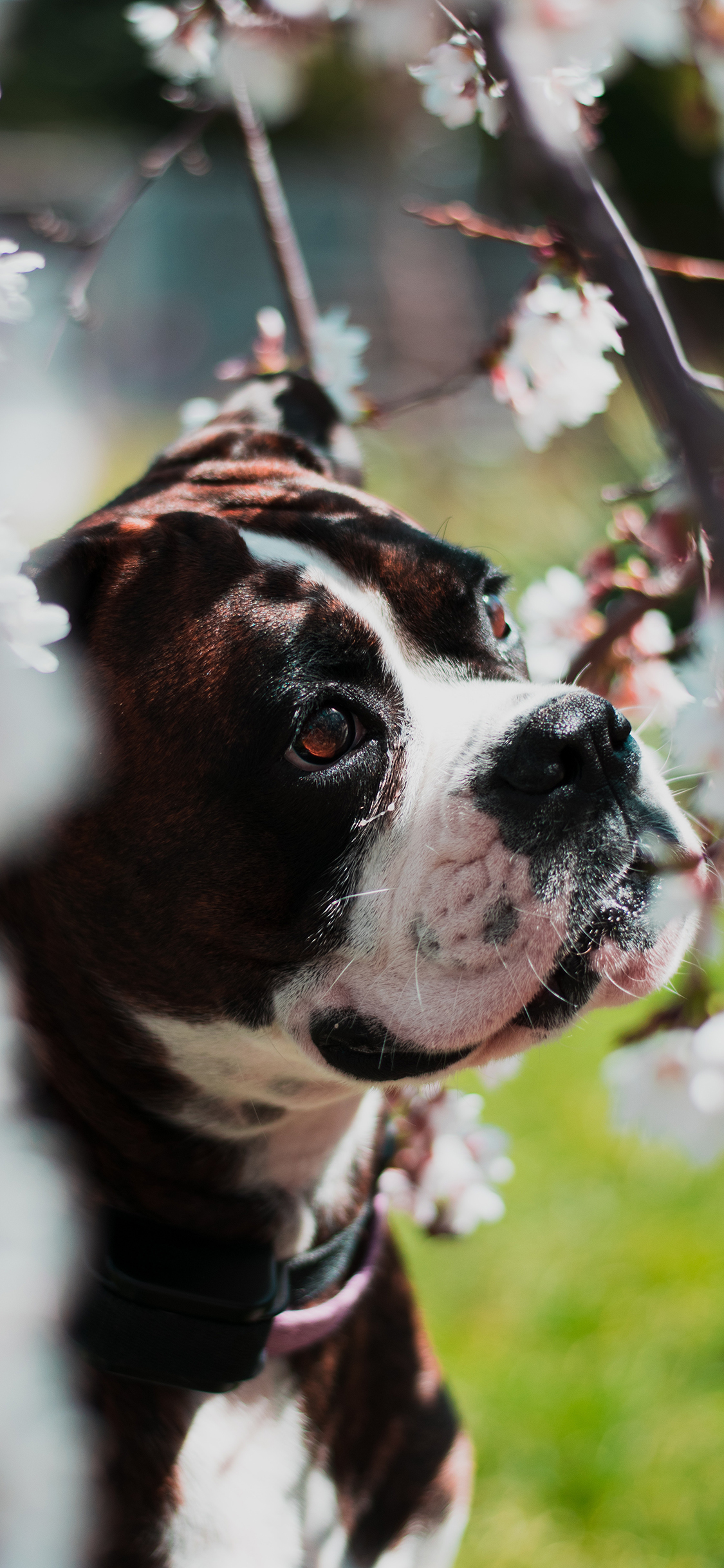 [2436×1125]小狗 宠物 犬类 花丛 苹果手机壁纸图片
