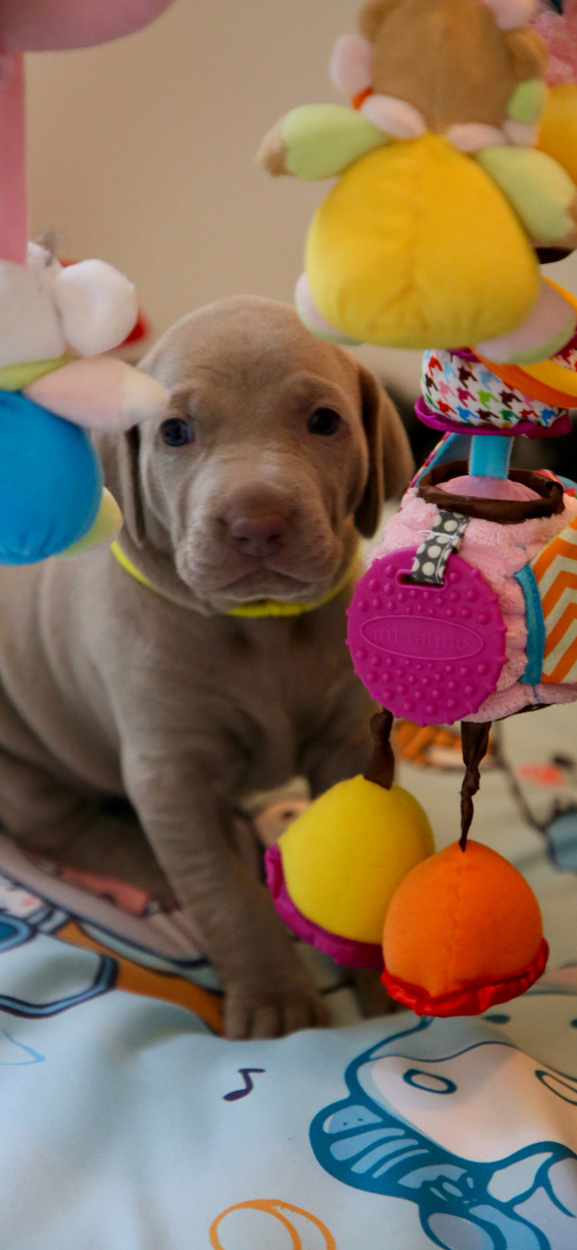 [2436×1125]小狗 宠物 玩具 可爱 奶狗 魏玛犬 苹果手机壁纸图片