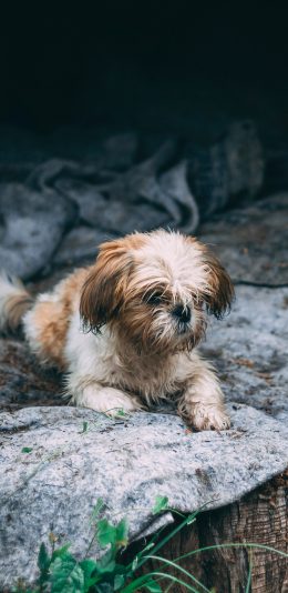 [2436x1125]小狗 宠物 皮毛 树桩 苹果手机壁纸图片