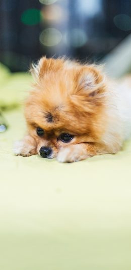 [2436x1125]小狗 宠物 趴着 可爱 苹果手机壁纸图片