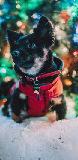 [2436x1125]小狗 宠物 雪地 项圈 苹果手机壁纸图片