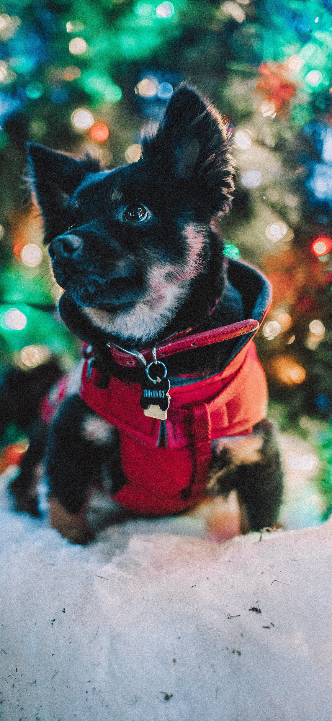 [2436×1125]小狗 宠物 雪地 项圈 苹果手机壁纸图片