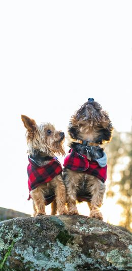 [2436x1125]小狗 宠物 项圈 岩石 苹果手机壁纸图片