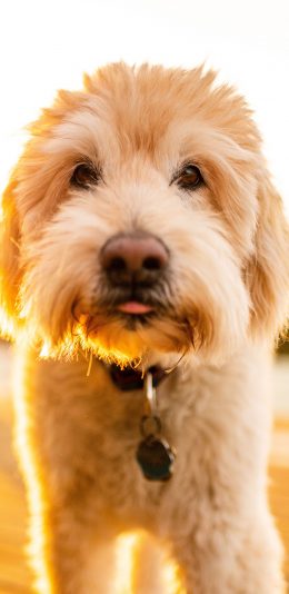 [2436x1125]小狗 宠物 项圈 皮毛 苹果手机壁纸图片