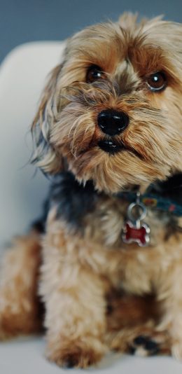 [2436x1125]小狗 宠物 项链 椅子 苹果手机壁纸图片