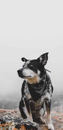 [2436x1125]小狗 岩石 攀登 项圈 苹果手机壁纸图片