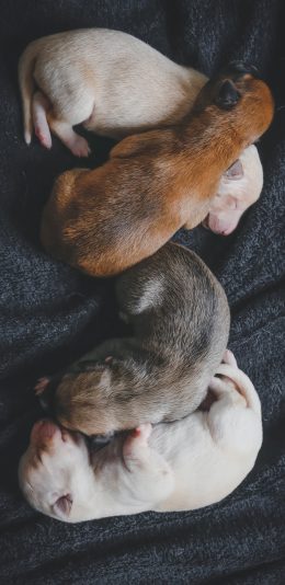 [2436x1125]小狗 幼仔 休憩 可爱 苹果手机壁纸图片