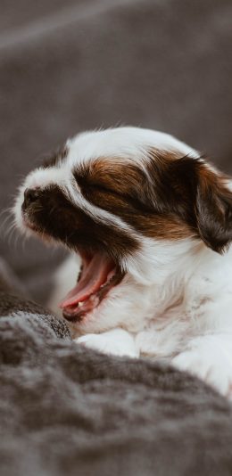 [2436x1125]小狗 幼仔 宠物 张嘴 苹果手机壁纸图片