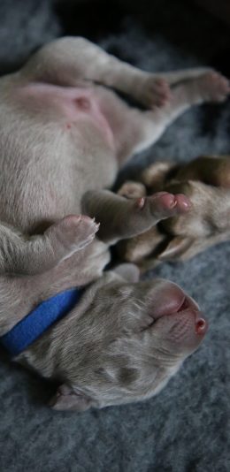 [2436x1125]小狗 幼仔 幼犬 奶狗 苹果手机壁纸图片