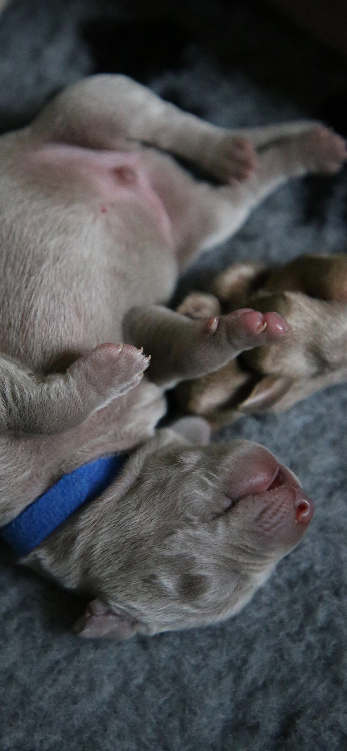[2436×1125]小狗 幼仔 幼犬 奶狗 苹果手机壁纸图片