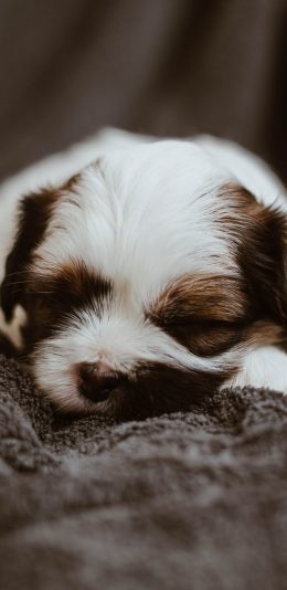 [2436x1125]小狗 幼仔 毛毯 休憩 苹果手机壁纸图片