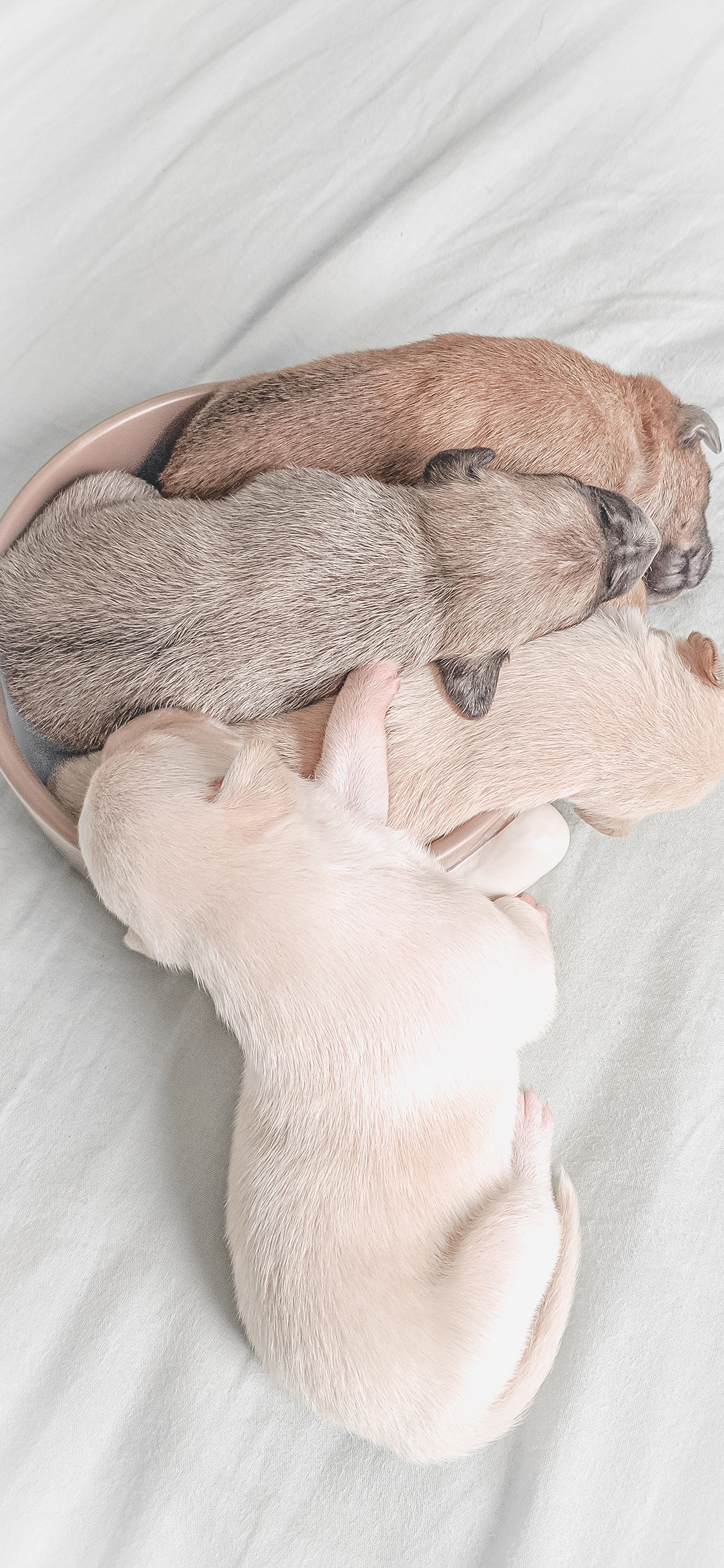 [2436×1125]小狗 幼仔 花色 堆积 苹果手机壁纸图片