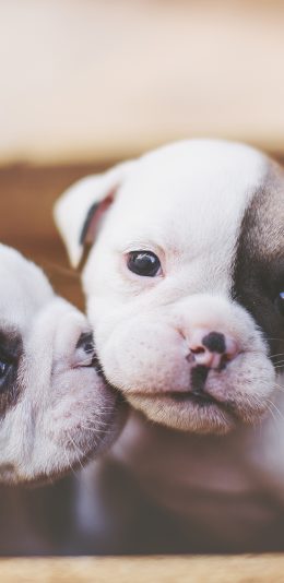 [2436x1125]小狗 幼犬 狗仔 法斗 苹果手机壁纸图片