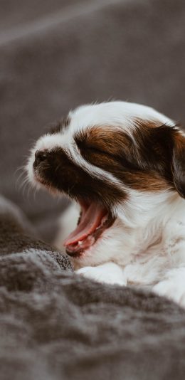 [2436x1125]小狗 张嘴 幼仔 狗仔 苹果手机壁纸图片