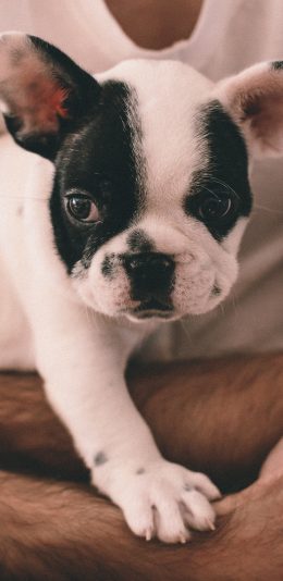 [2436x1125]小狗 汪星人 可爱 萌 宠物 苹果手机壁纸图片