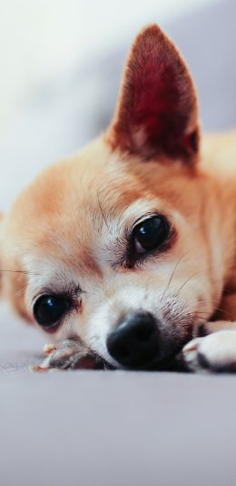 [2436x1125]小狗 汪星人 萌宠 可爱 苹果手机壁纸图片